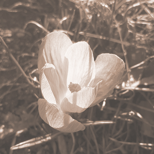 black & white photo of crocus with peach overlay